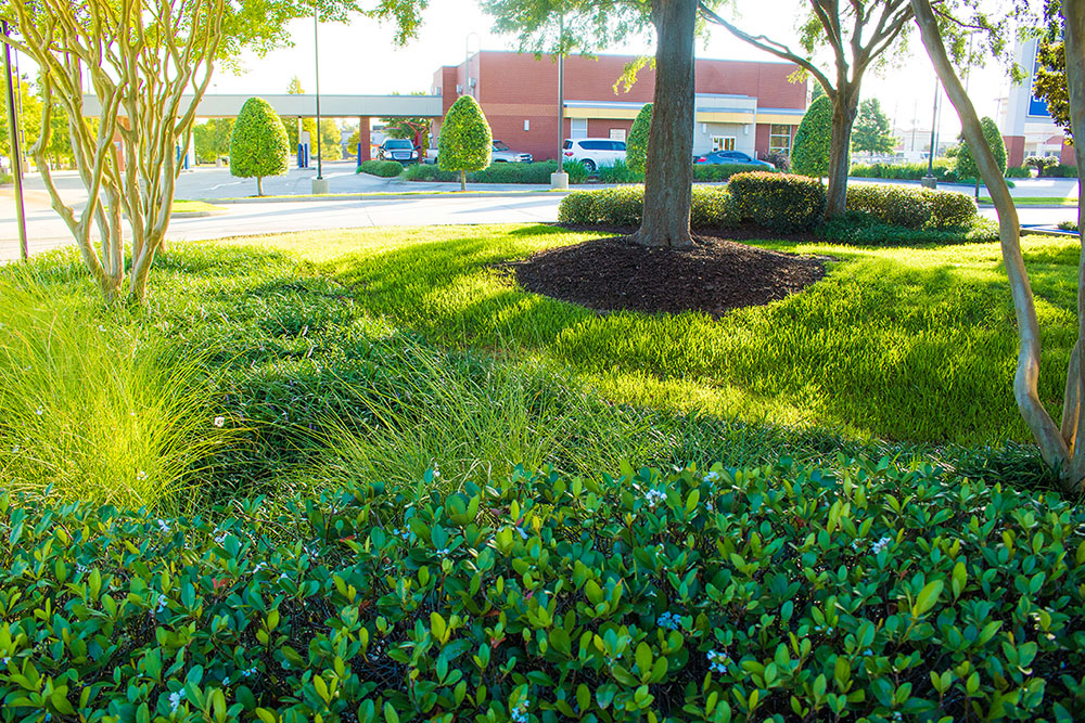 Landry's Landscape Portfolio